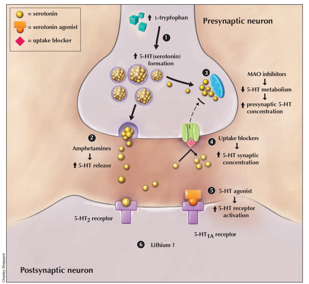 Serotoninsyndrom på neuronniveau